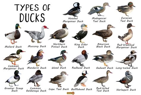 are duck and quail similar to eat